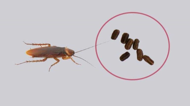 Cocô de Barata x Cocô de Rato: como é, identificar e diferenças