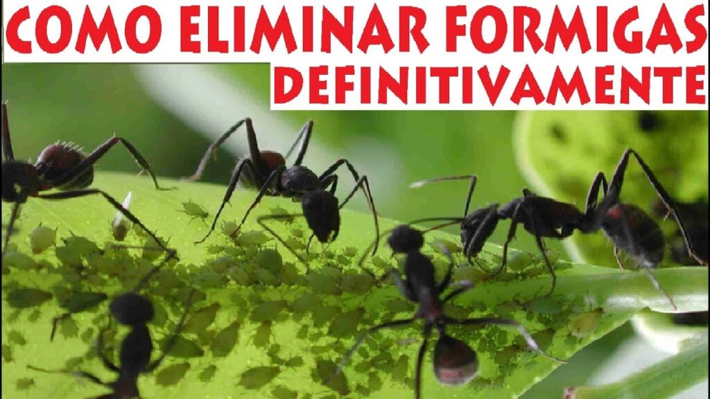 Como eliminar formigas